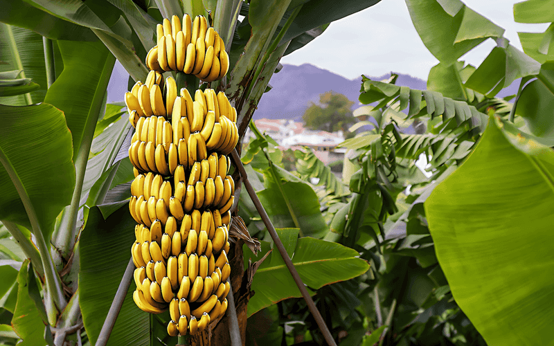Bananas