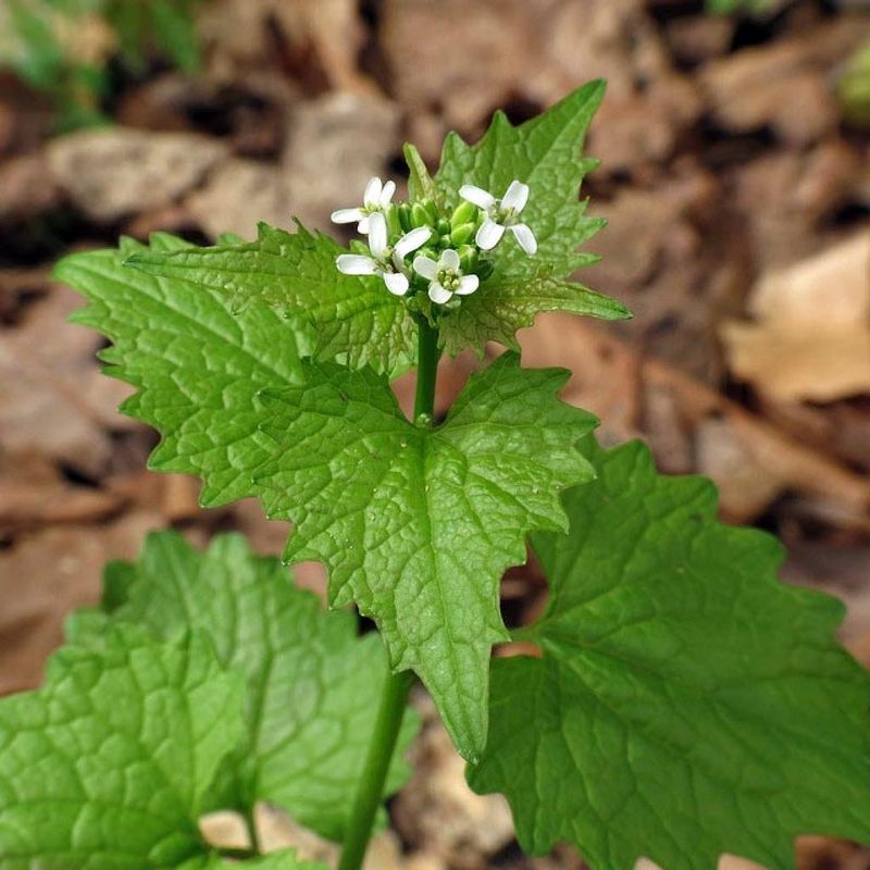 Garlic Mustard: The Invasive Delicacy