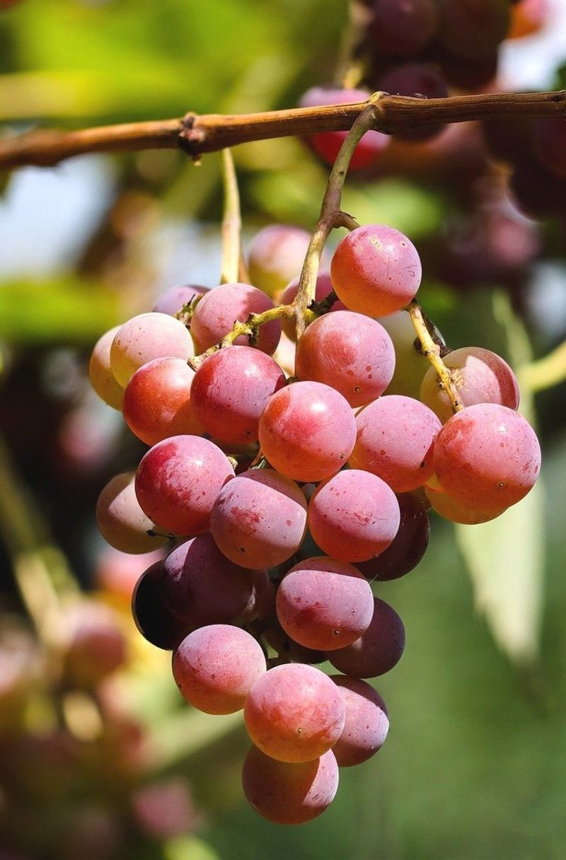 Grapes