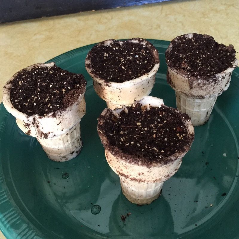 Herb Garden Starters