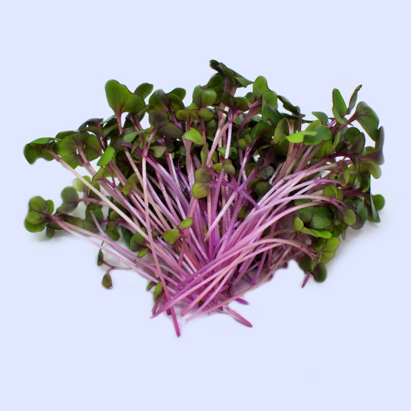 Red Cabbage Microgreens