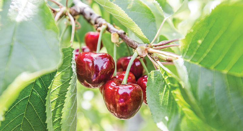Cherries