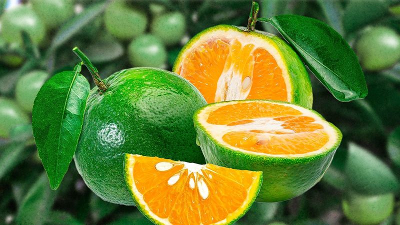 Calamansi: The Philippine Citrus Marvel