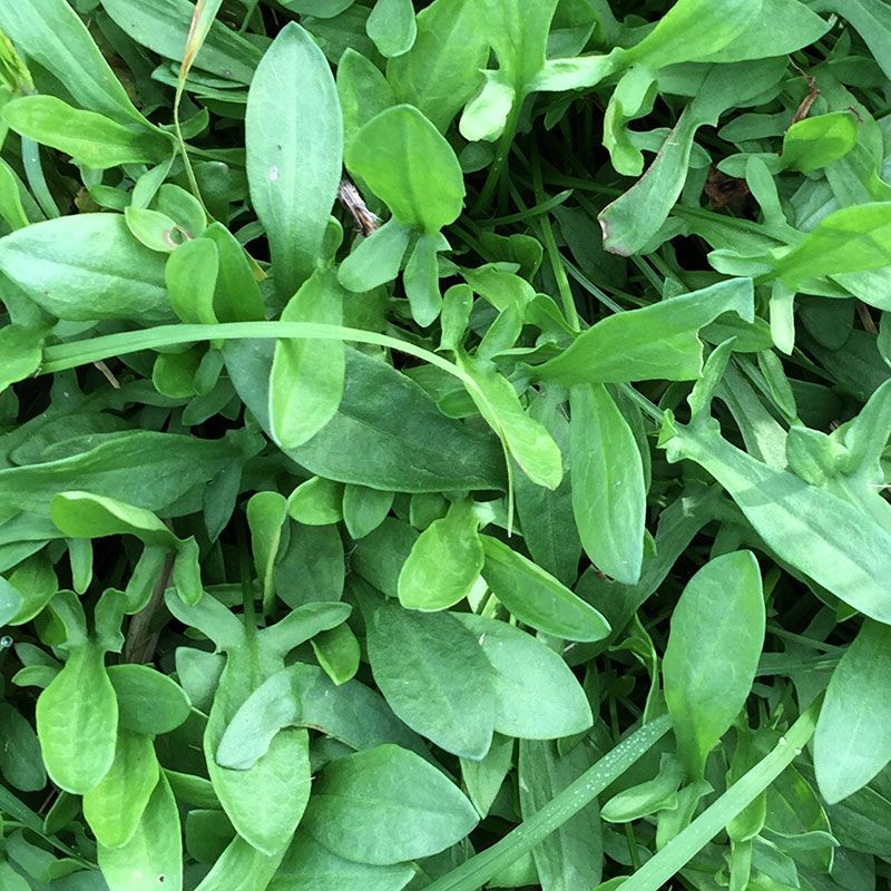 Sheep Sorrel: The Tangy Surprise
