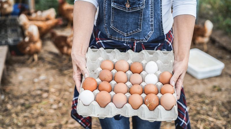 No Chicken Eggs Will Contain Hormones