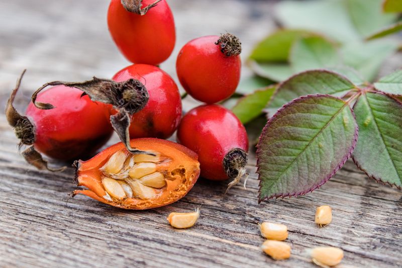 Rose Hips: The Forgotten Vitamin Treasure