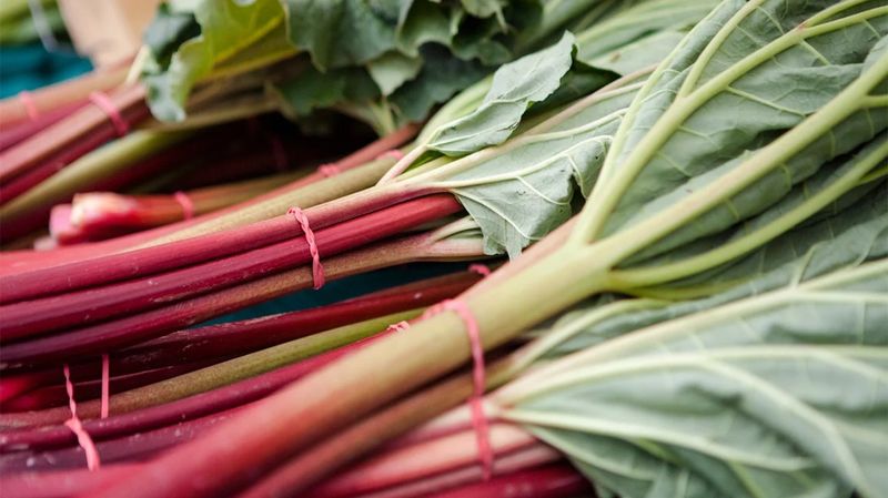 Rhubarb