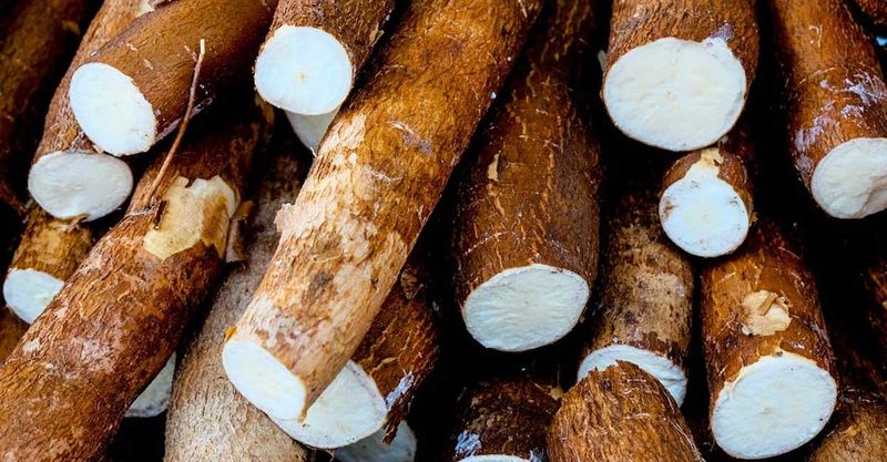 Cassava