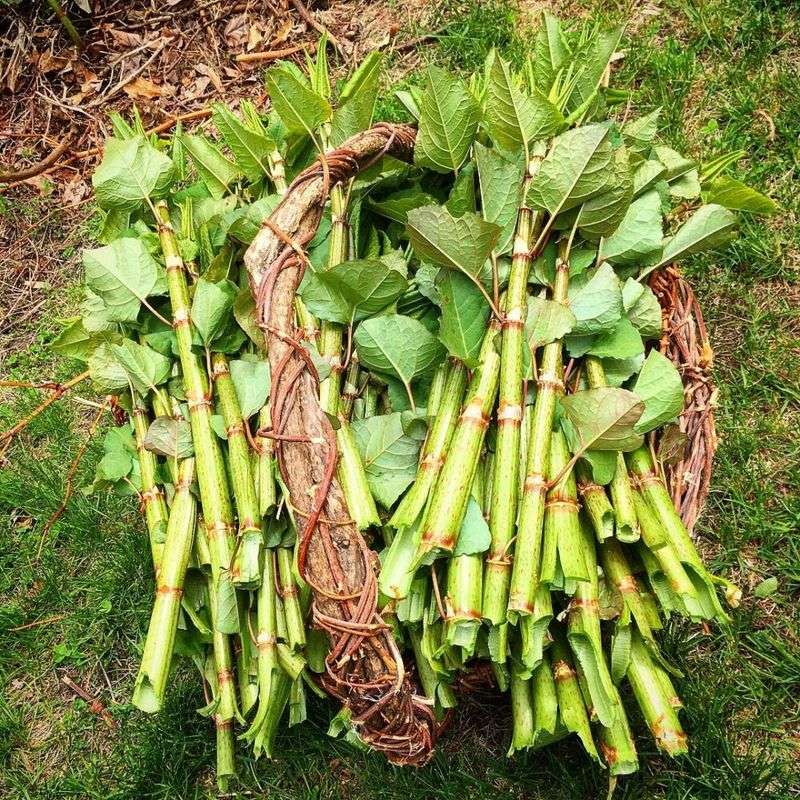 Japanese Knotweed: The Rhubarb Impostor