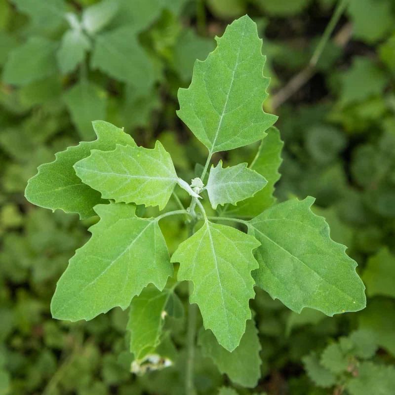 Lamb's Quarters: The Wild Spinach