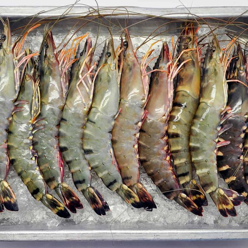 Imported Farmed Shrimp