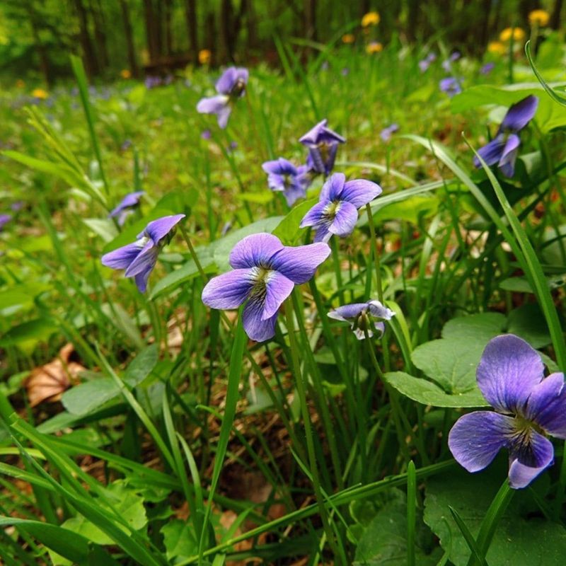 Violet: The Floral Candy