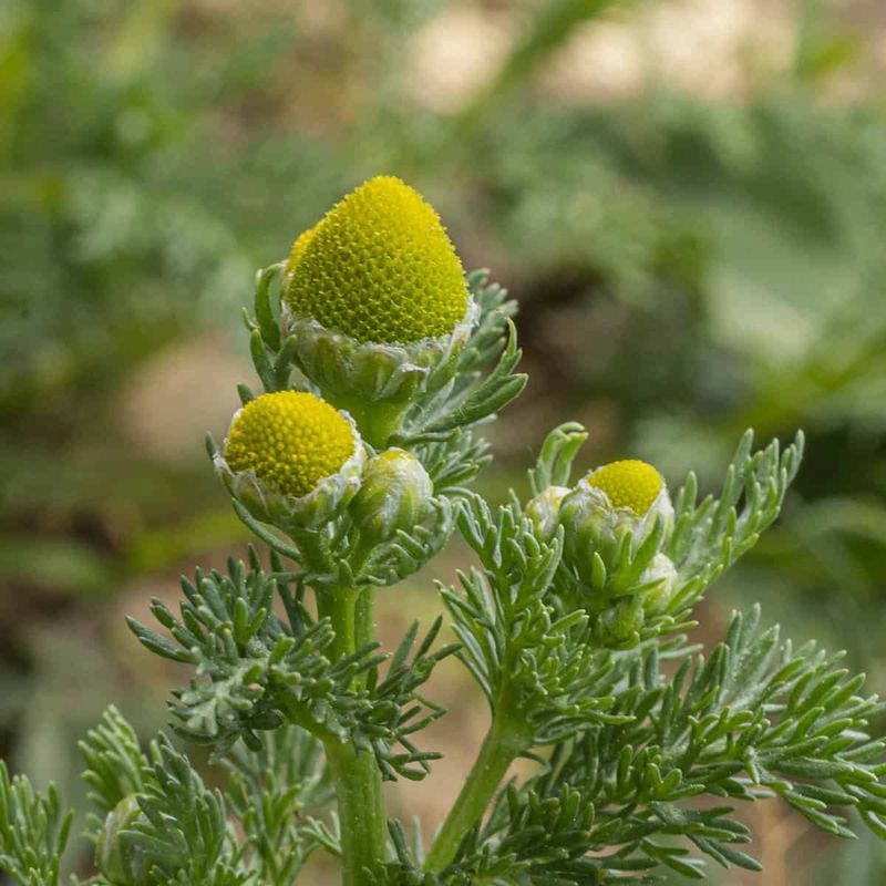 Pineapple Weed: The Ground Apple