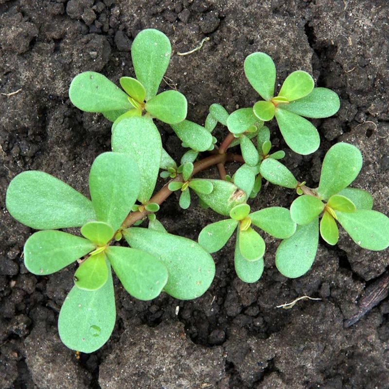 Purslane: The Omega-3 Champion