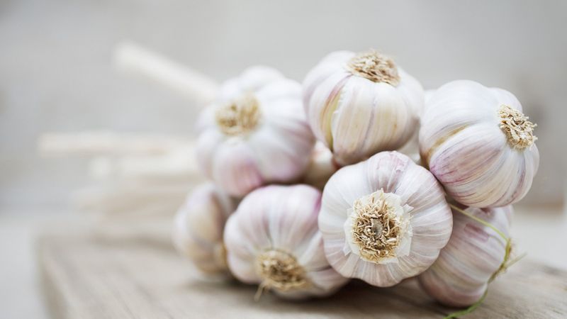 Garlic