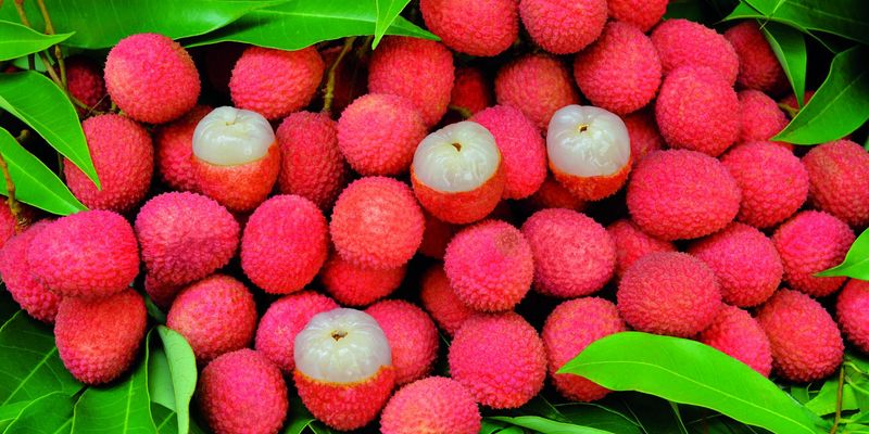 Lychee
