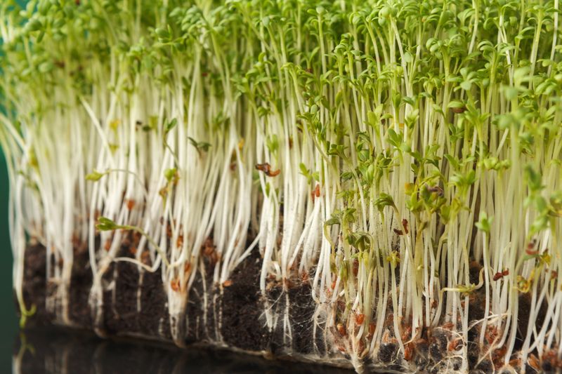 Sprouts' Bacterial Playground