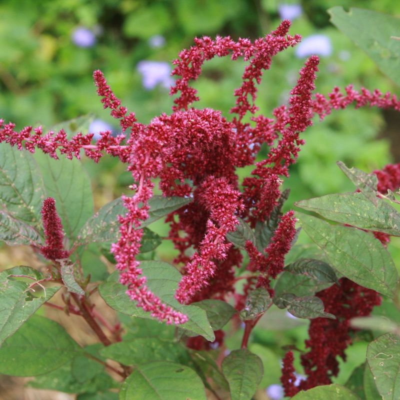 Red Dye No. 2 (Amaranth)
