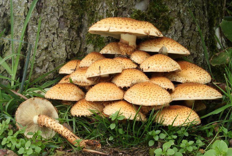 Mushrooms Exposed To UV Light