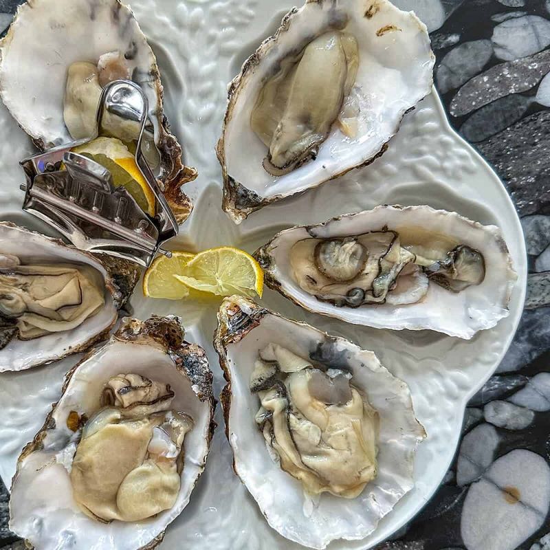 Oysters