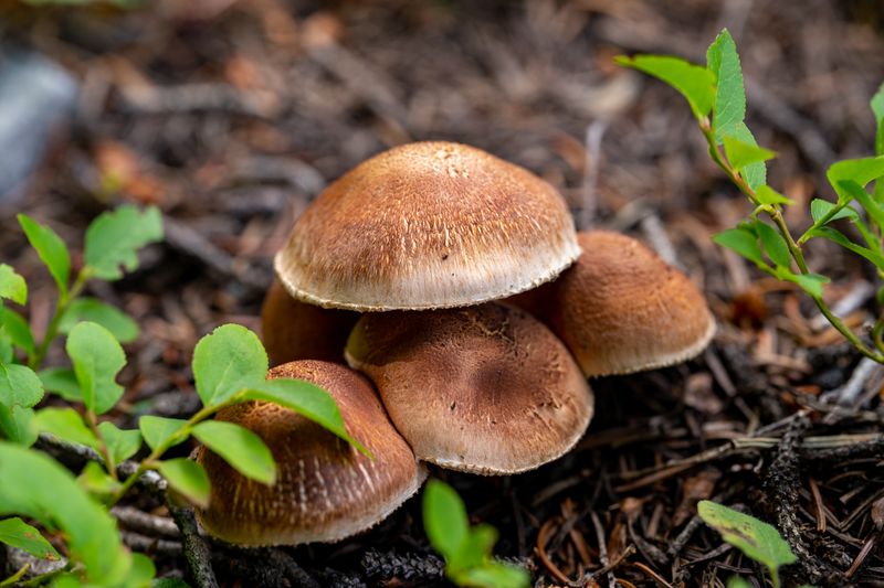 Mushrooms