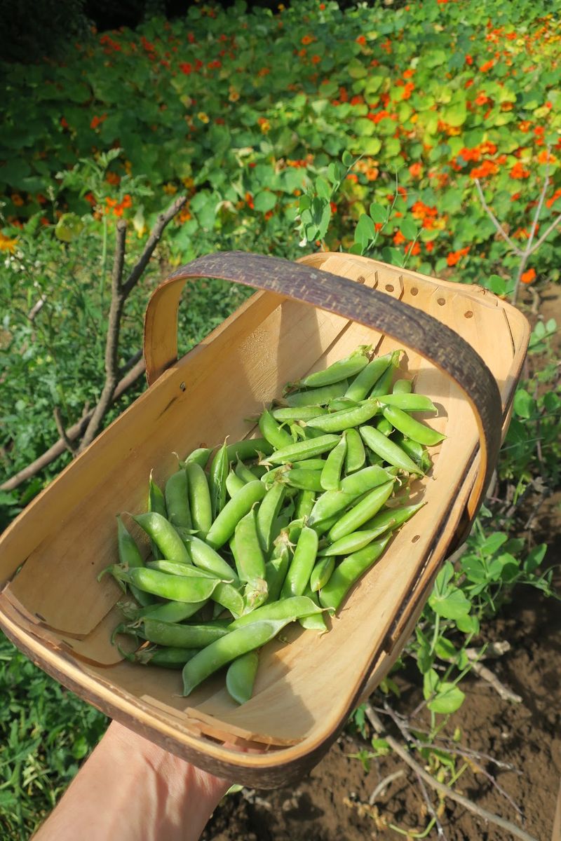 Peas