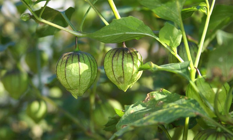 Tomatillos