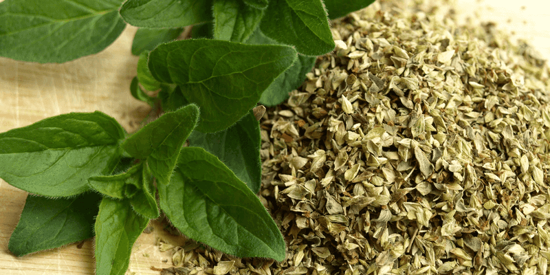 Oregano