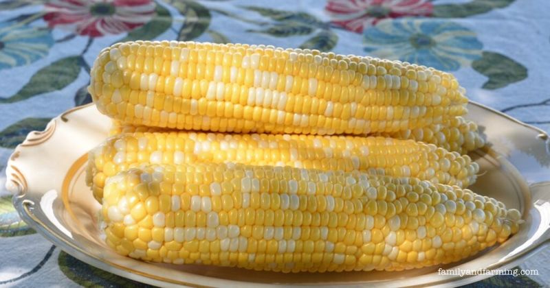Iowa – Corn on the Cob