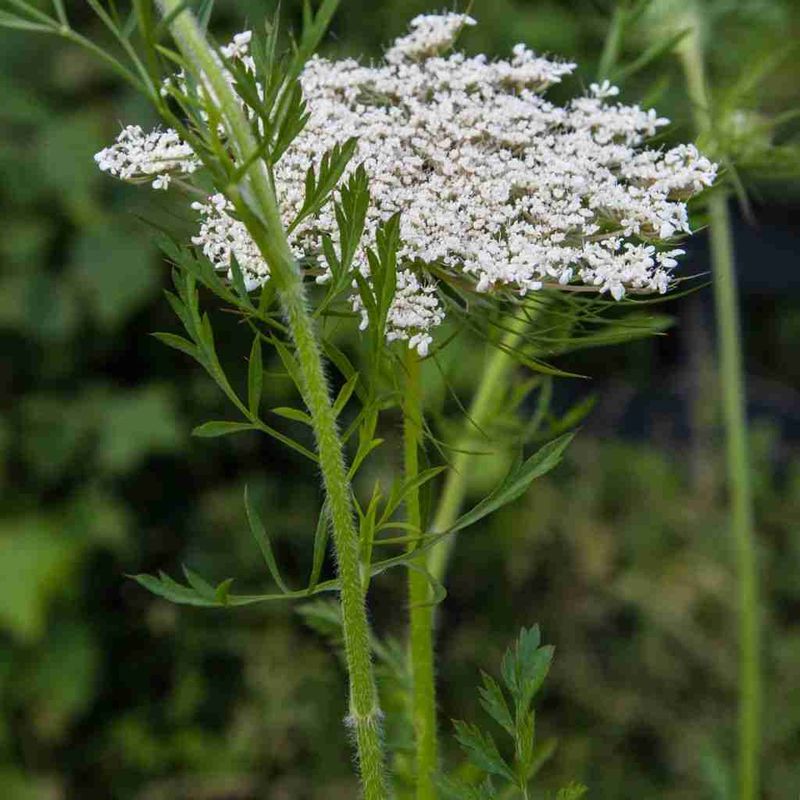 Queen Anne's Lace: The Wild Carrot