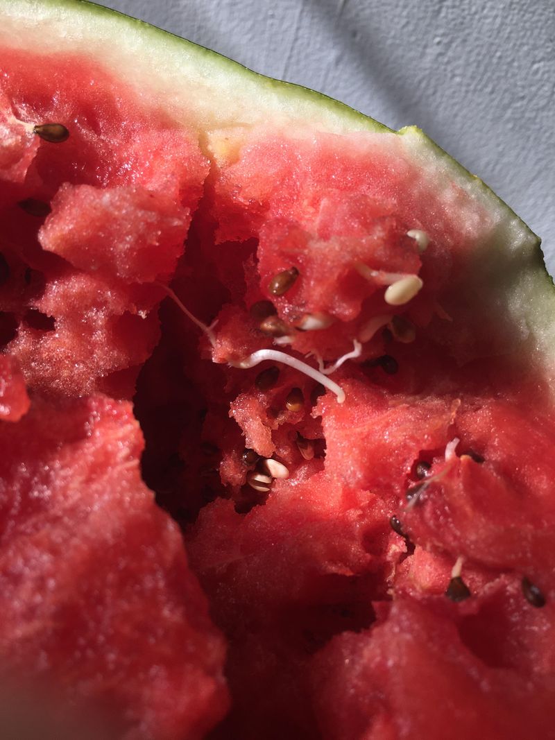 Seeds Staging A Jailbreak