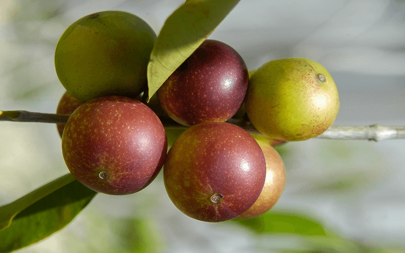 Camu Camu: Amazonian Superfruit