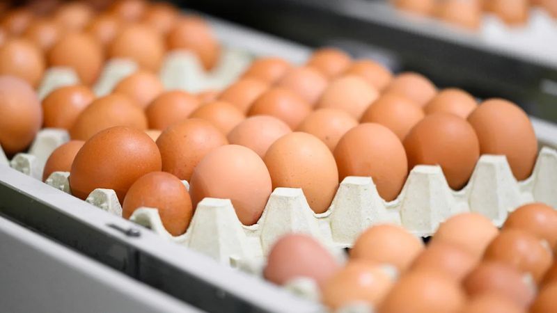 Wright County Egg / Hillandale Farms – 2010