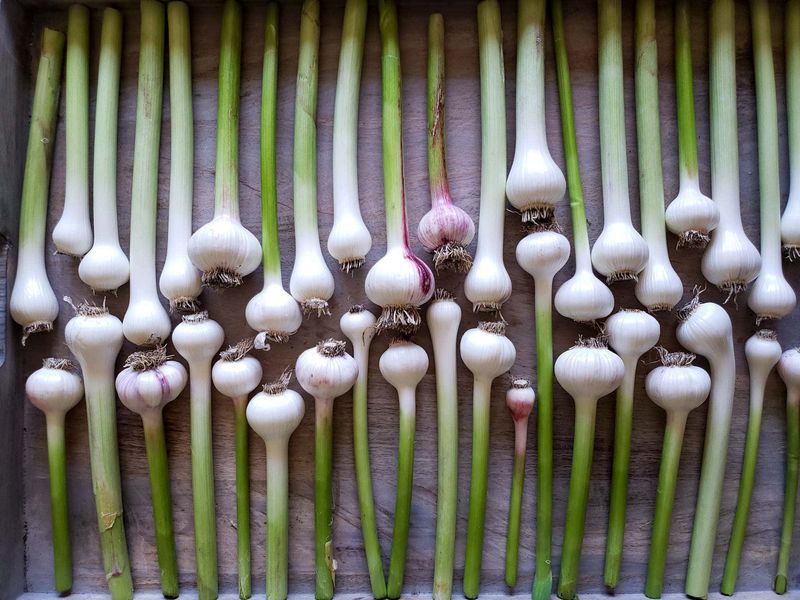 Fresh Garlic