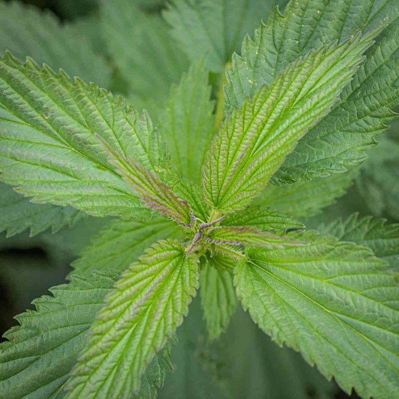 Stinging Nettle: The Fearsome Nutritionist