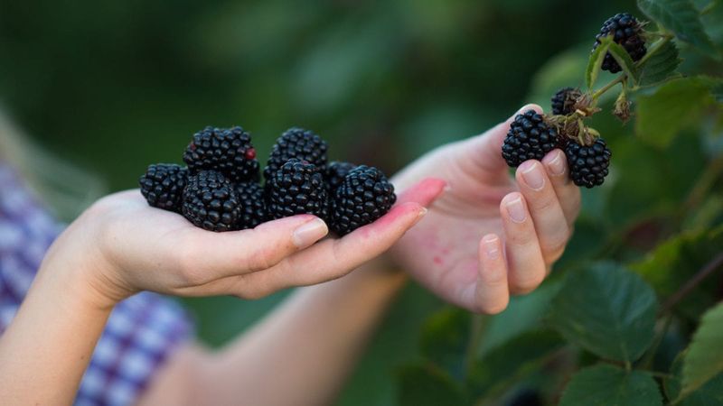 Mulberries