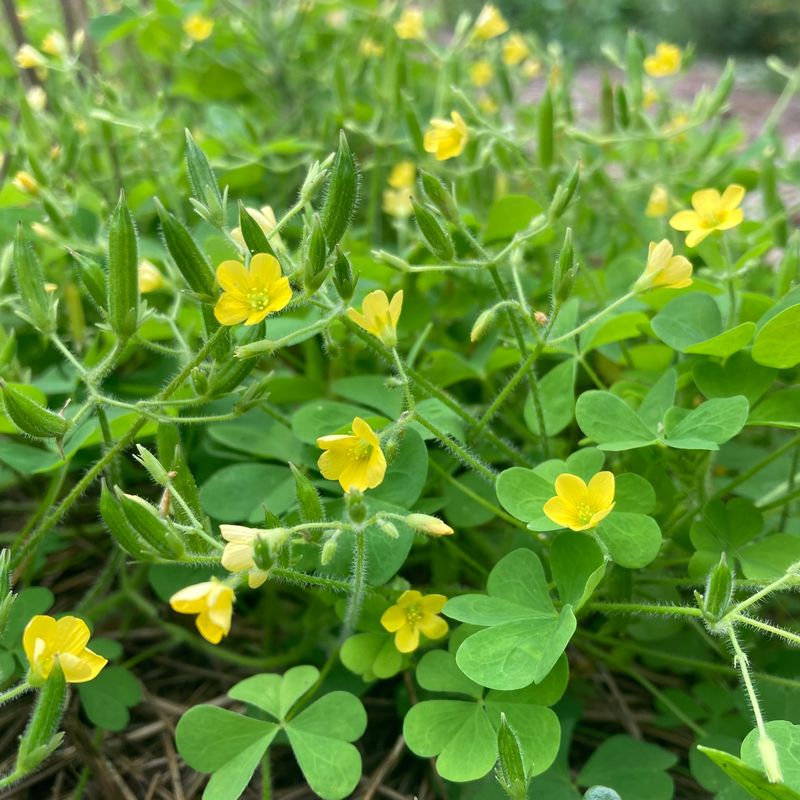 Wood Sorrel: The Lemonade Plant