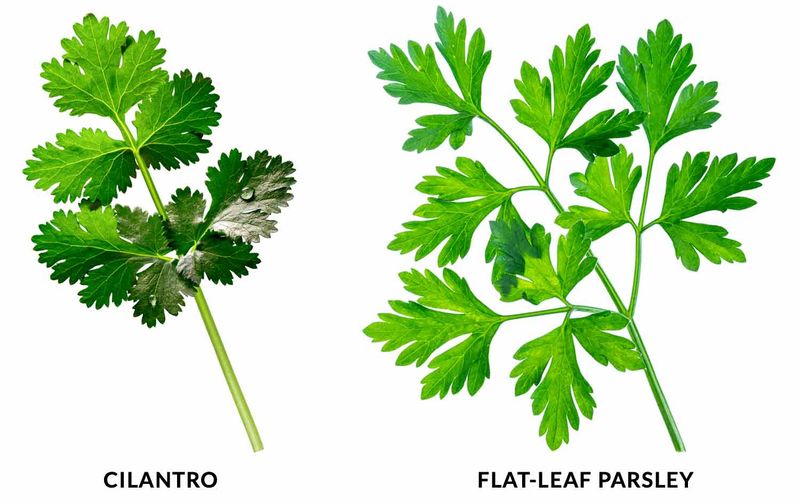 Parsley Vs. Cilantro