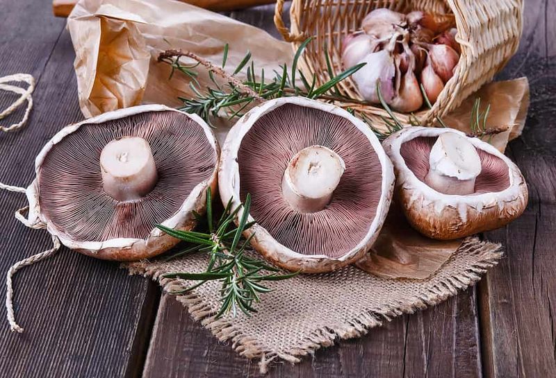 Portobello Vs. Cremini Mushrooms