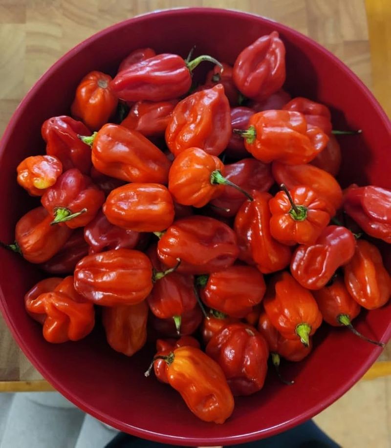 Chili Peppers