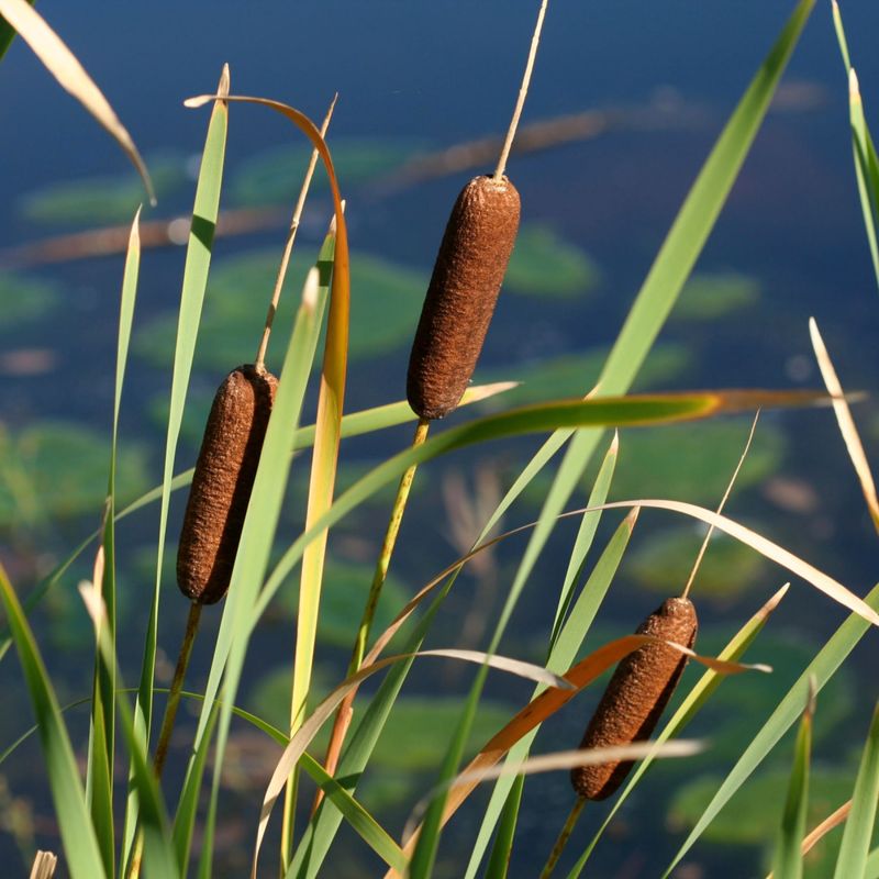 Cattail: The Supermarket Of The Swamp