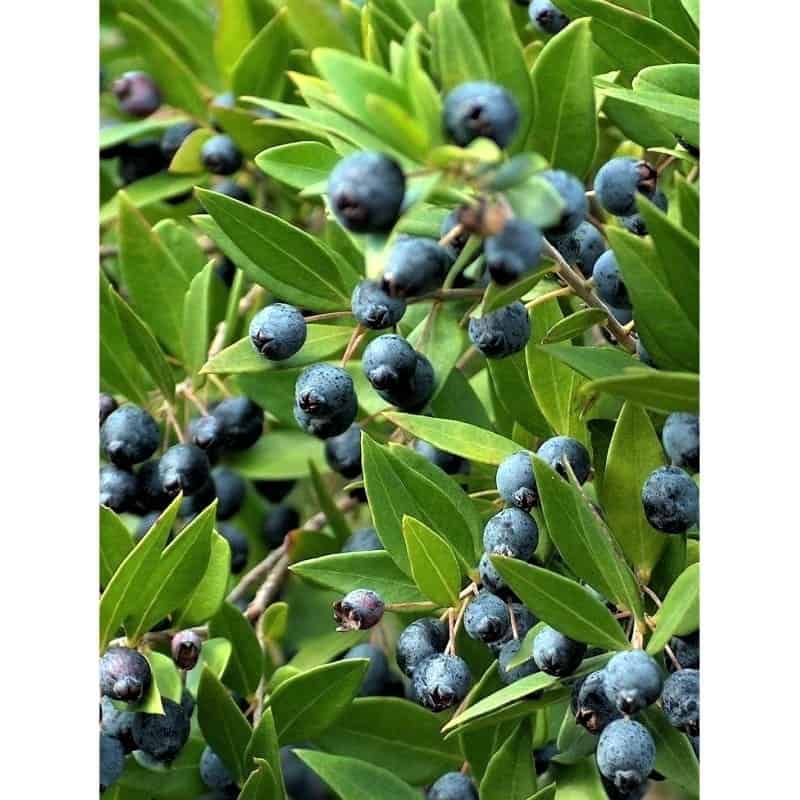 Mirto (Myrtle Berry)