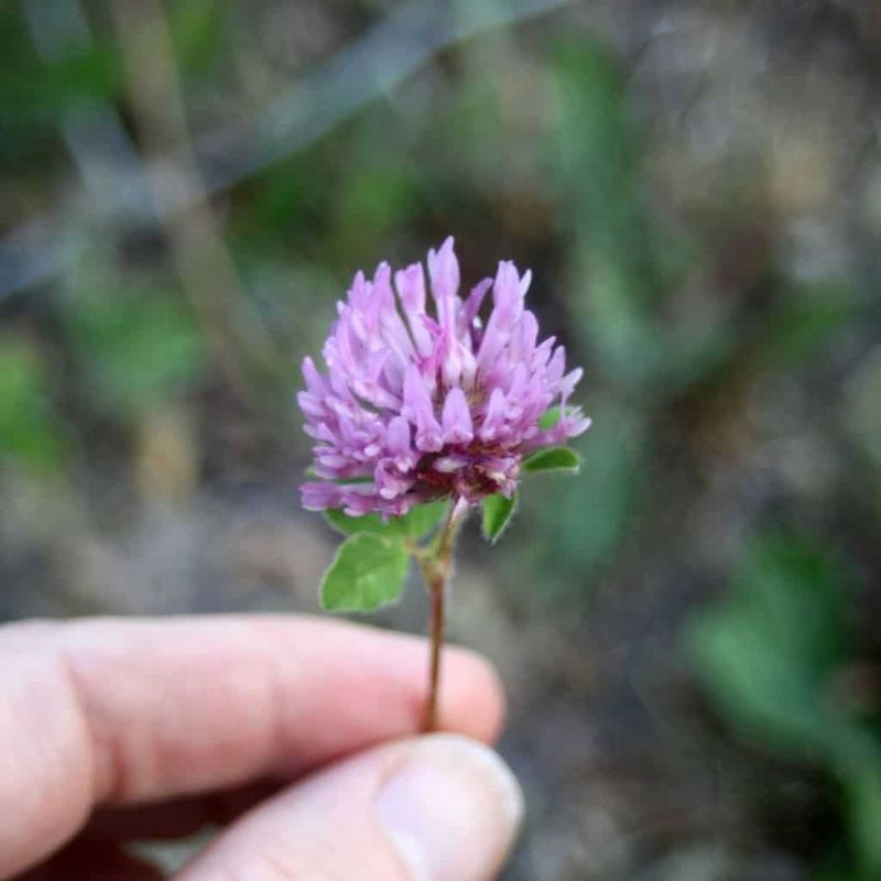 Clover: The Lucky Charm