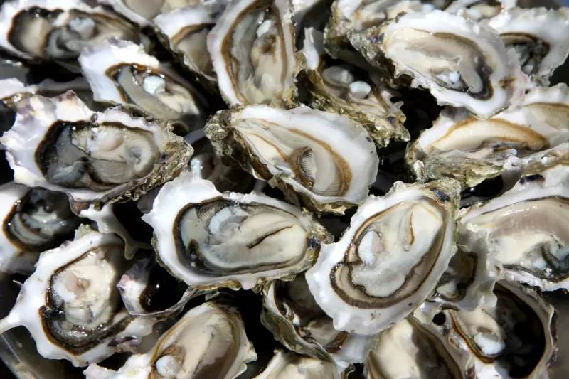 Shellfish