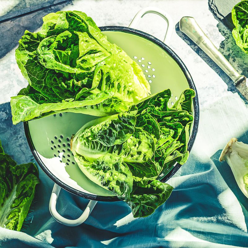 Romaine Lettuce's E. Coli Problem