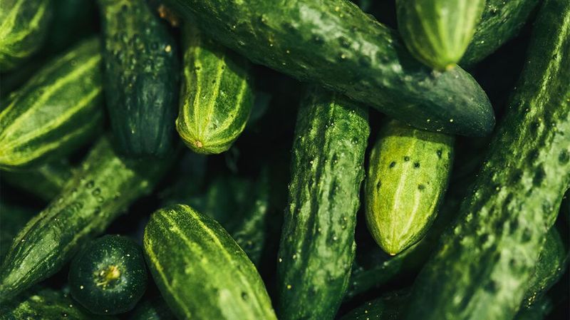 Cucumber