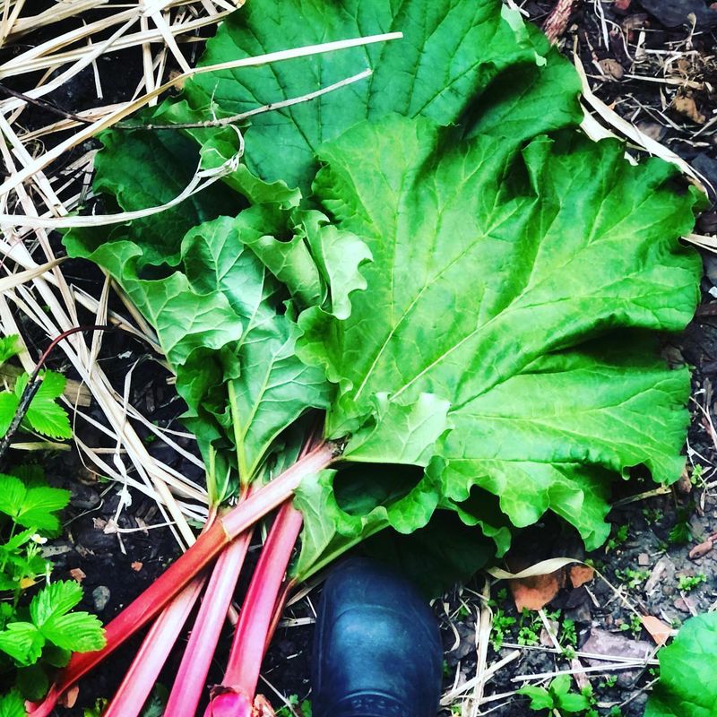 Rhubarb Leaves' Toxic Crystals