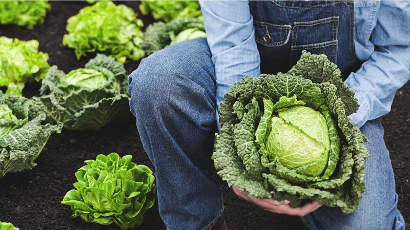 Cabbage