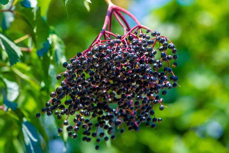 Elderberries