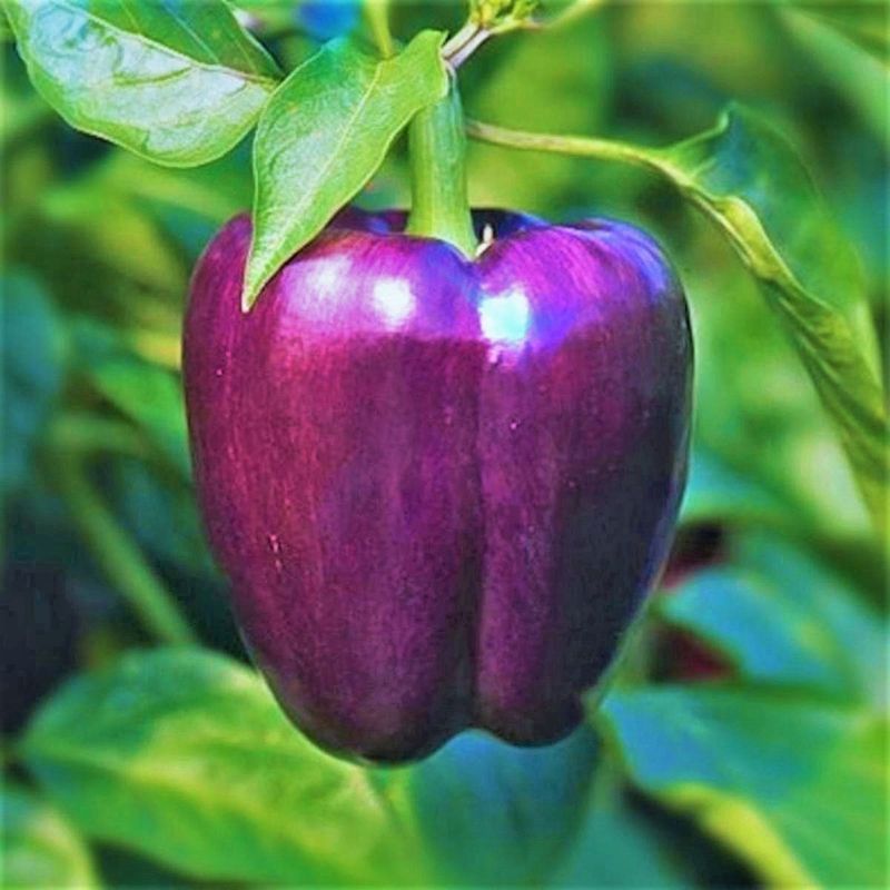 Purple Bell Peppers